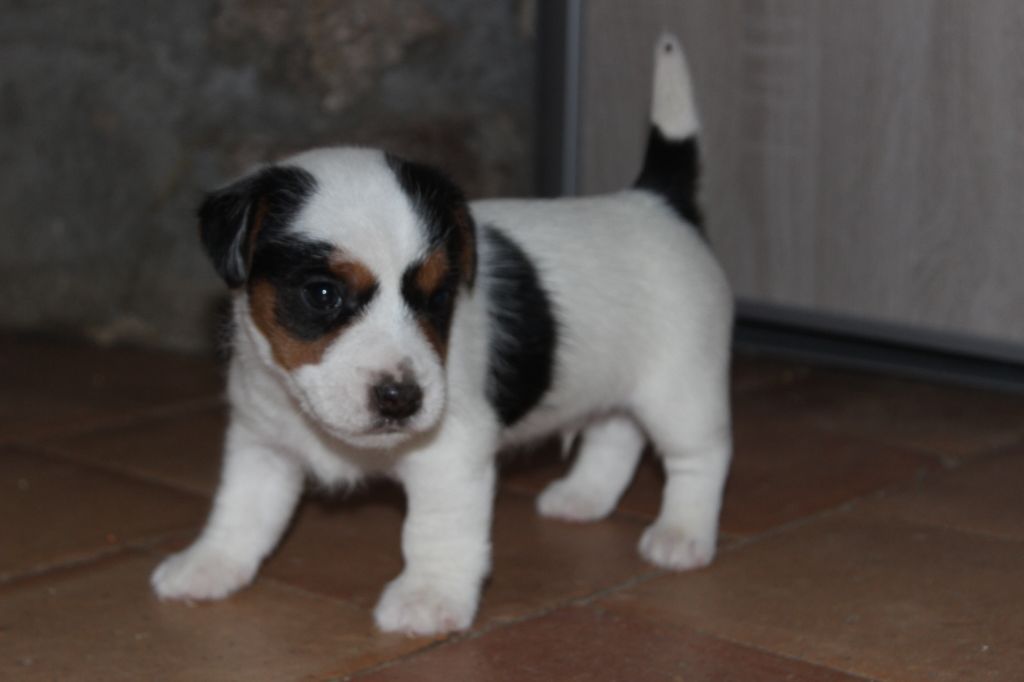 Chiot Elevage De L Antre Des Jacks Eleveur De Chiens Jack Russell