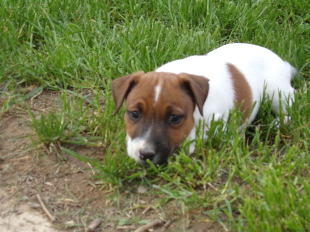 Chiot Elevage De L Antre Des Jacks Eleveur De Chiens Jack Russell