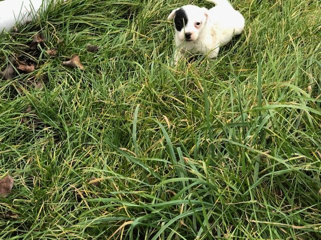 de l'antre des jacks - Chiot disponible  - Jack Russell Terrier