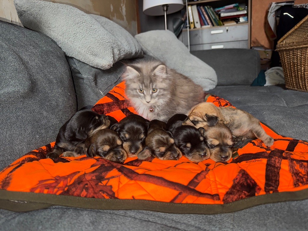 chiot Teckel poil dur de l'antre des jacks