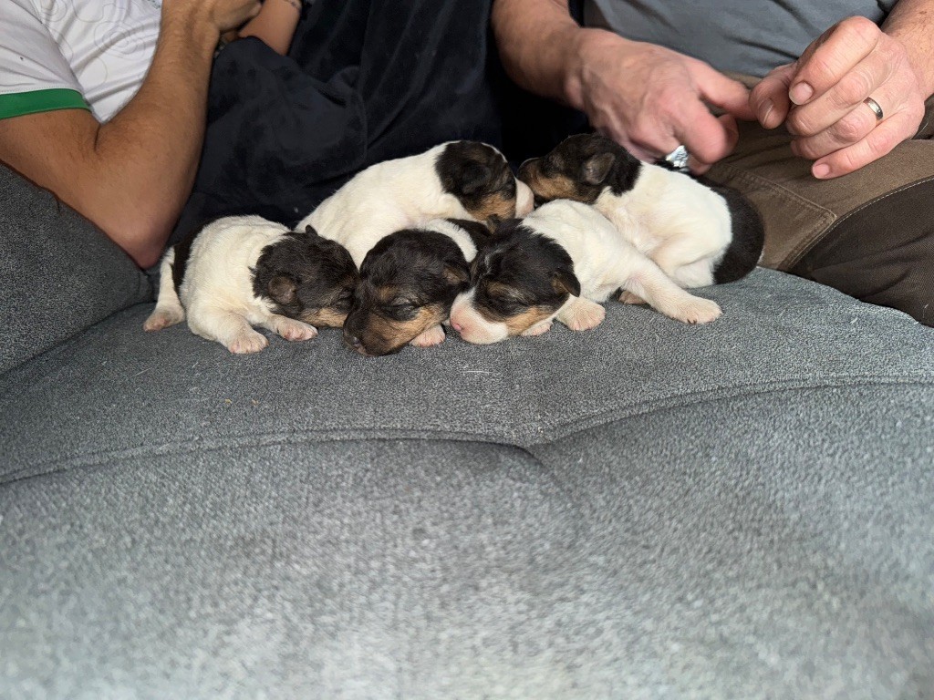 chiot Fox Terrier Poil Dur de l'antre des jacks