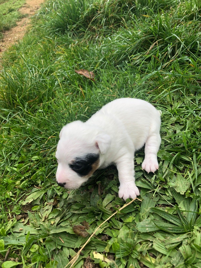 de l'antre des jacks - Chiot disponible  - Jack Russell Terrier