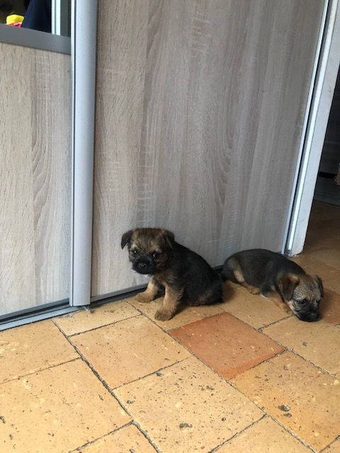 de l'antre des jacks - Chiot disponible  - Border Terrier