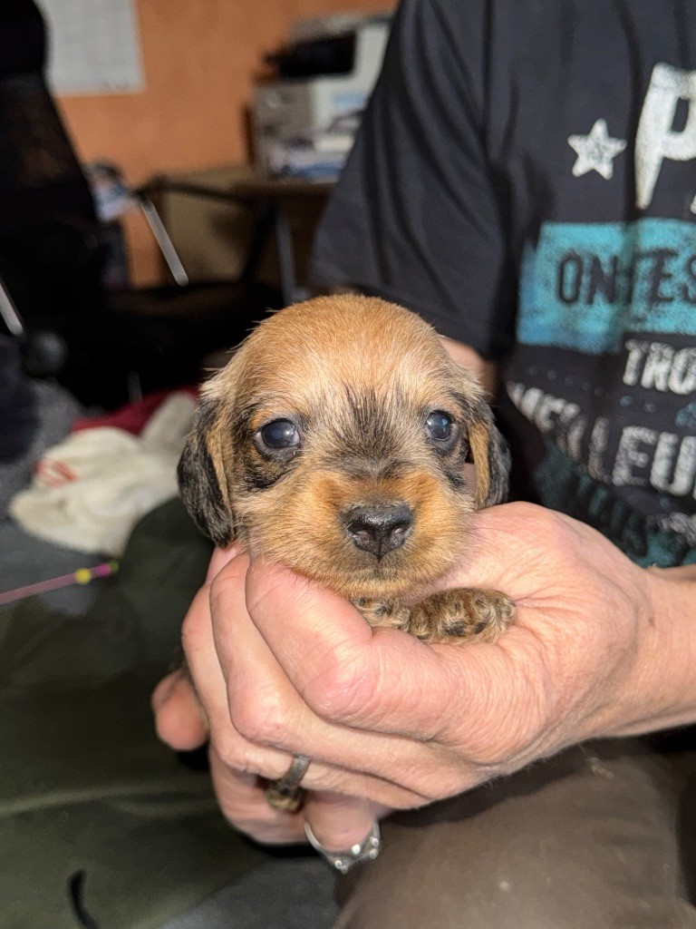 de l'antre des jacks - Chiot disponible  - Teckel poil dur