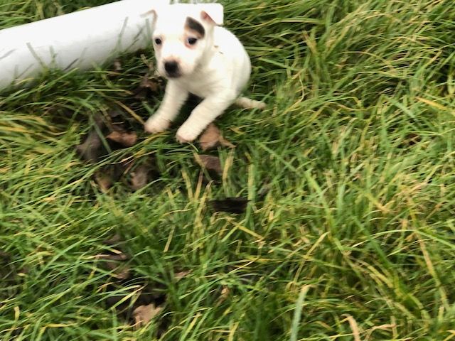 de l'antre des jacks - Chiot disponible  - Jack Russell Terrier