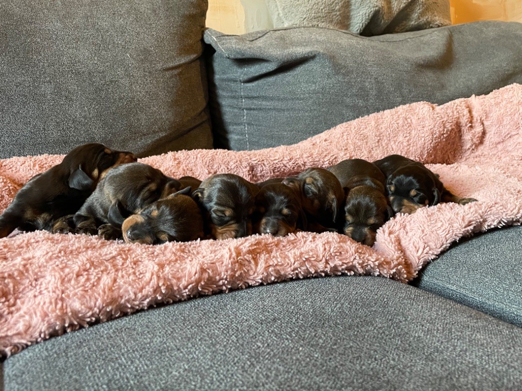 chiot Teckel poil dur de l'antre des jacks