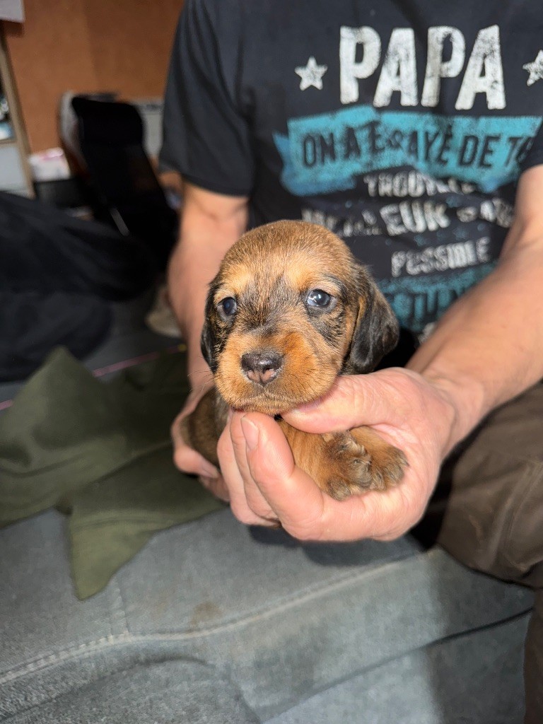 de l'antre des jacks - Chiot disponible  - Teckel poil dur