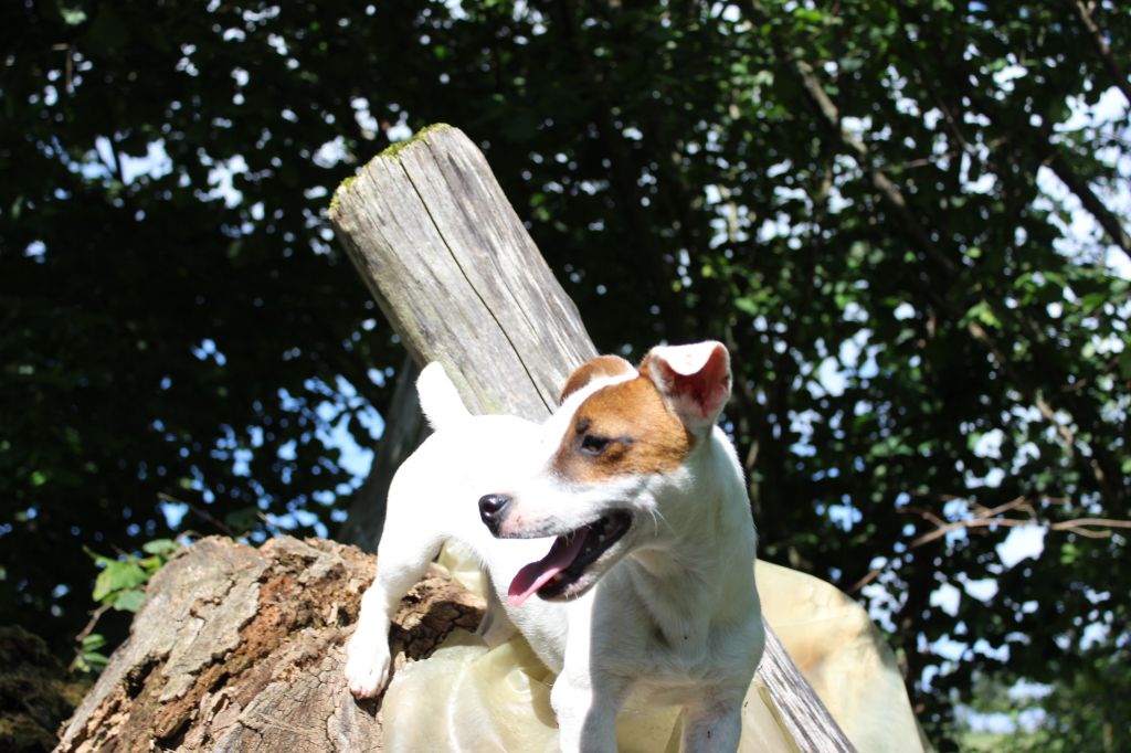 N'capone de l'antre des jacks