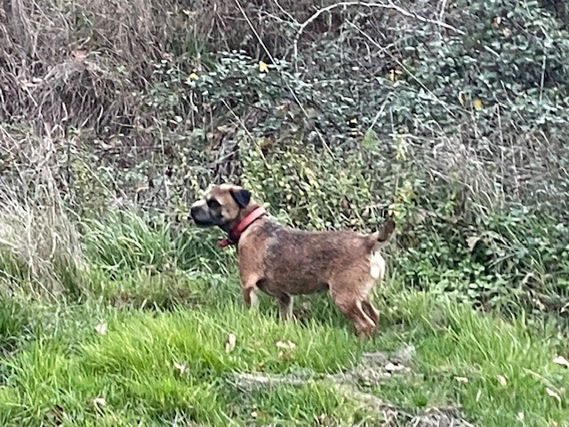 Sangria (Sans Affixe)