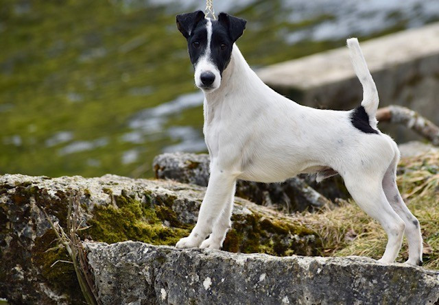 Fox Rebell Vamos a la playa