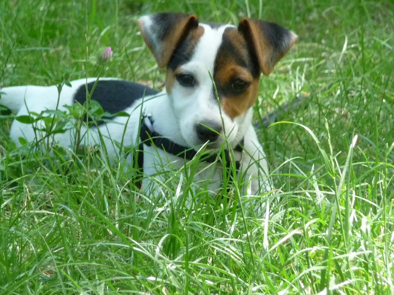 Fifille de Sultane et Ugo en 2009