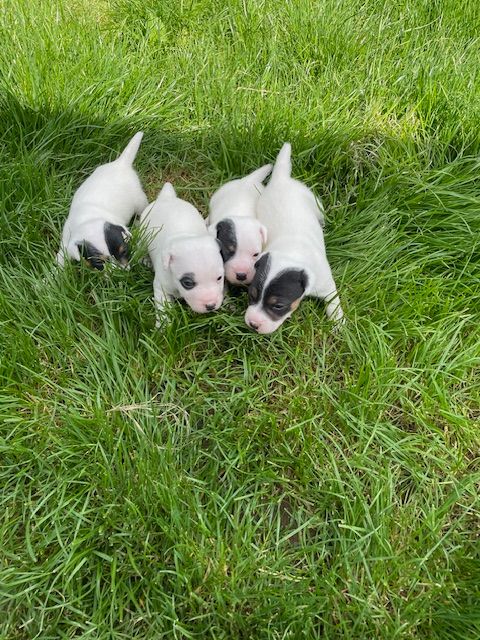 Chiot Jack Russell Terrier de l'antre des jacks