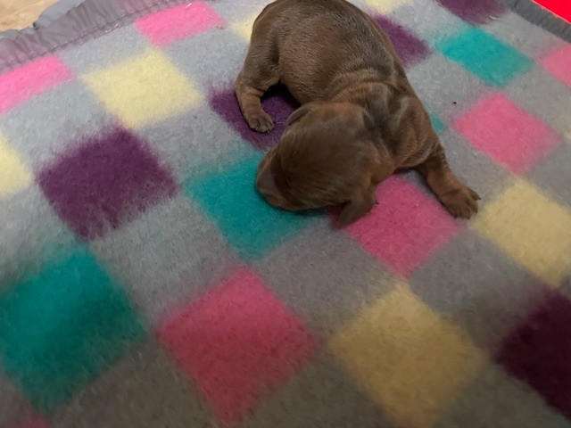 de l'antre des jacks - Chiots disponibles - Teckel poil dur