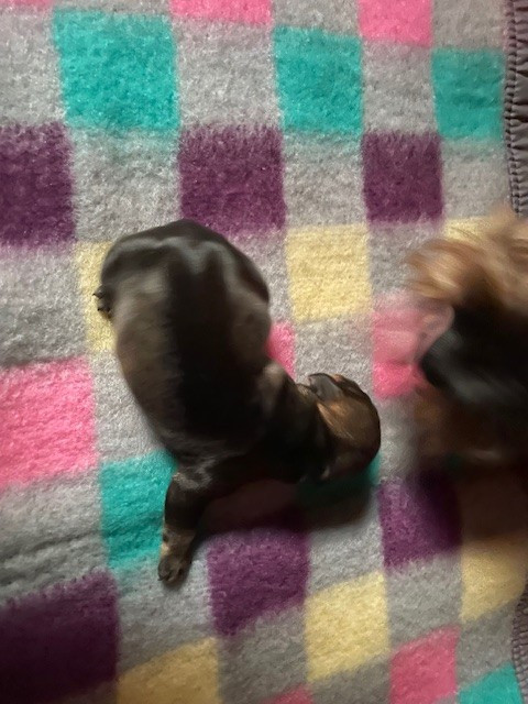 de l'antre des jacks - Chiots disponibles - Teckel poil dur