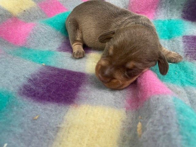 de l'antre des jacks - Chiots disponibles - Teckel poil dur