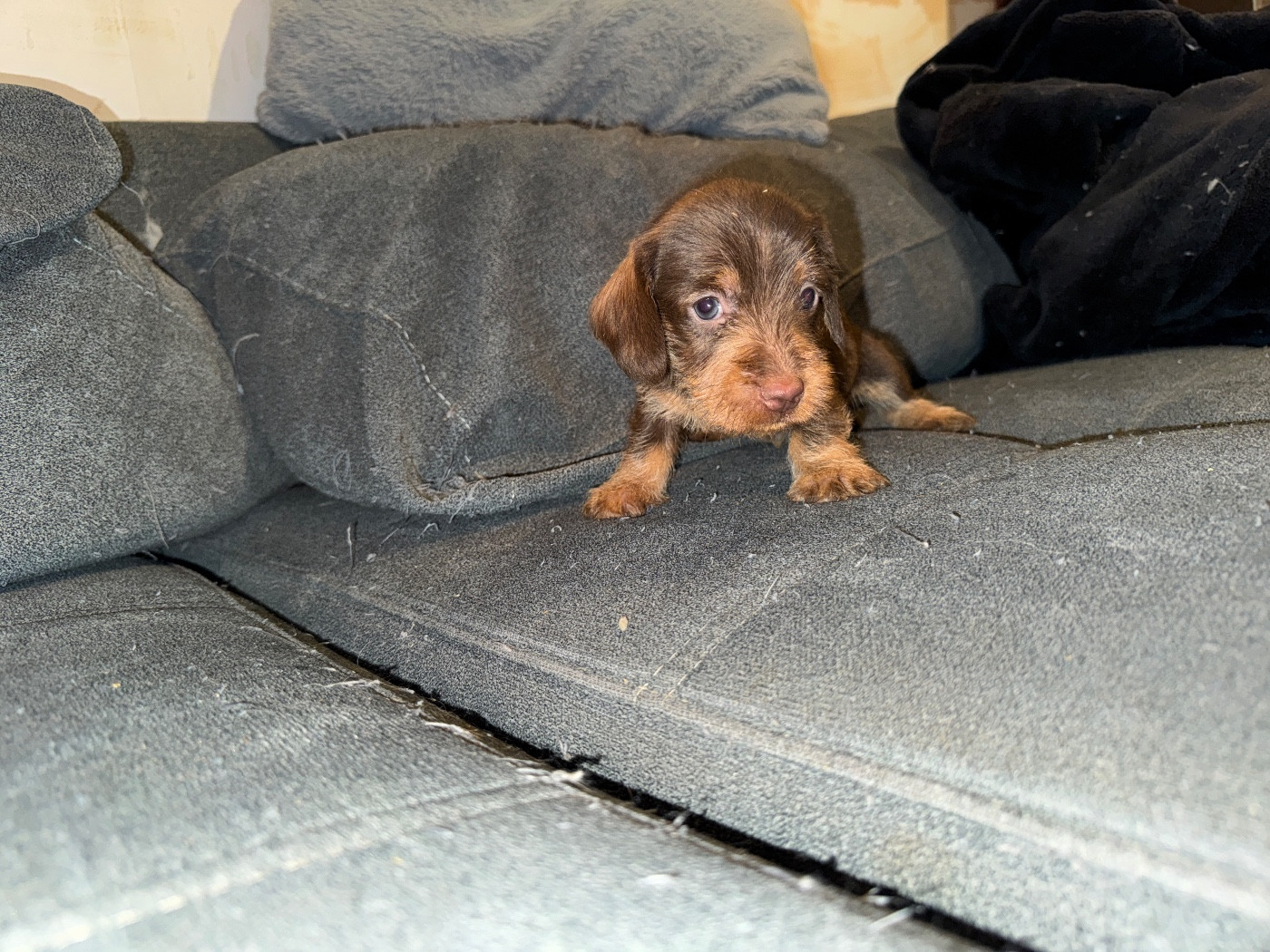 de l'antre des jacks - Chiots disponibles - Teckel poil dur