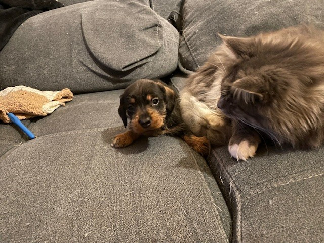 de l'antre des jacks - Chiots disponibles - Teckel poil dur