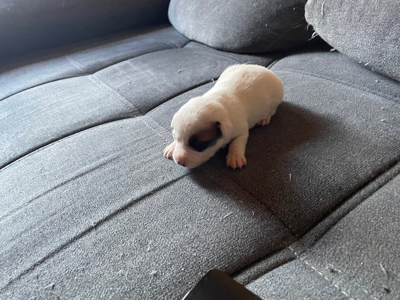 de l'antre des jacks - Chiots disponibles - Jack Russell Terrier