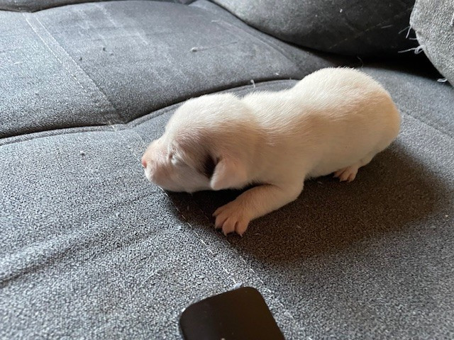 de l'antre des jacks - Jack Russell Terrier - Portée née le 14/11/2025