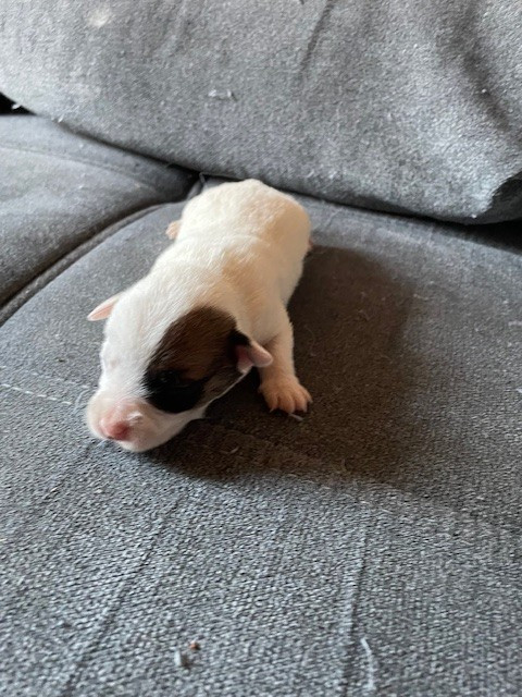 de l'antre des jacks - Chiots disponibles - Jack Russell Terrier