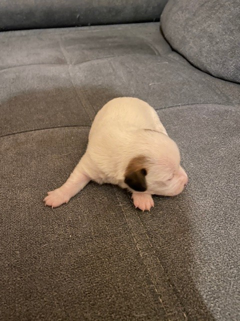 de l'antre des jacks - Chiots disponibles - Jack Russell Terrier