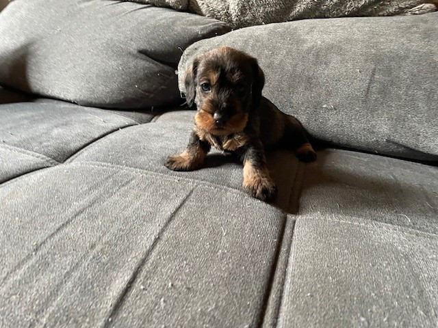 de l'antre des jacks - Chiots disponibles - Teckel poil dur