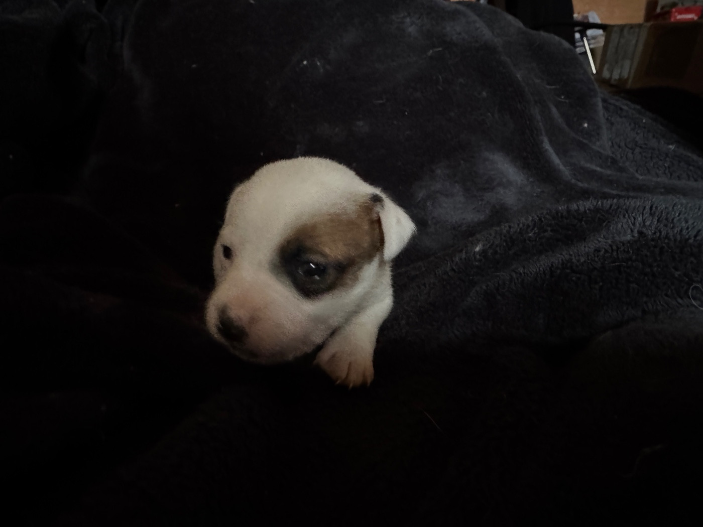 de l'antre des jacks - Chiots disponibles - Jack Russell Terrier