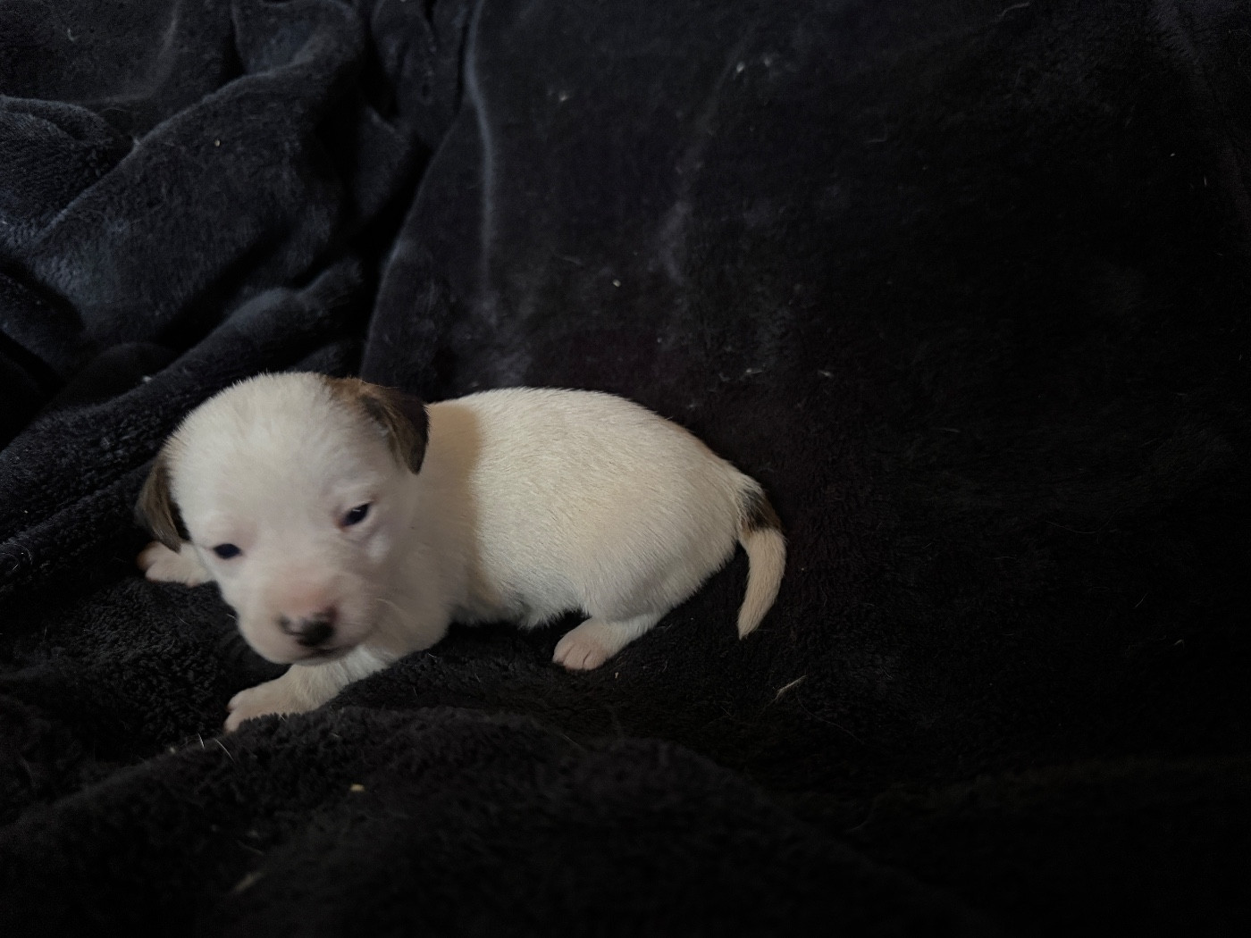de l'antre des jacks - Chiots disponibles - Jack Russell Terrier