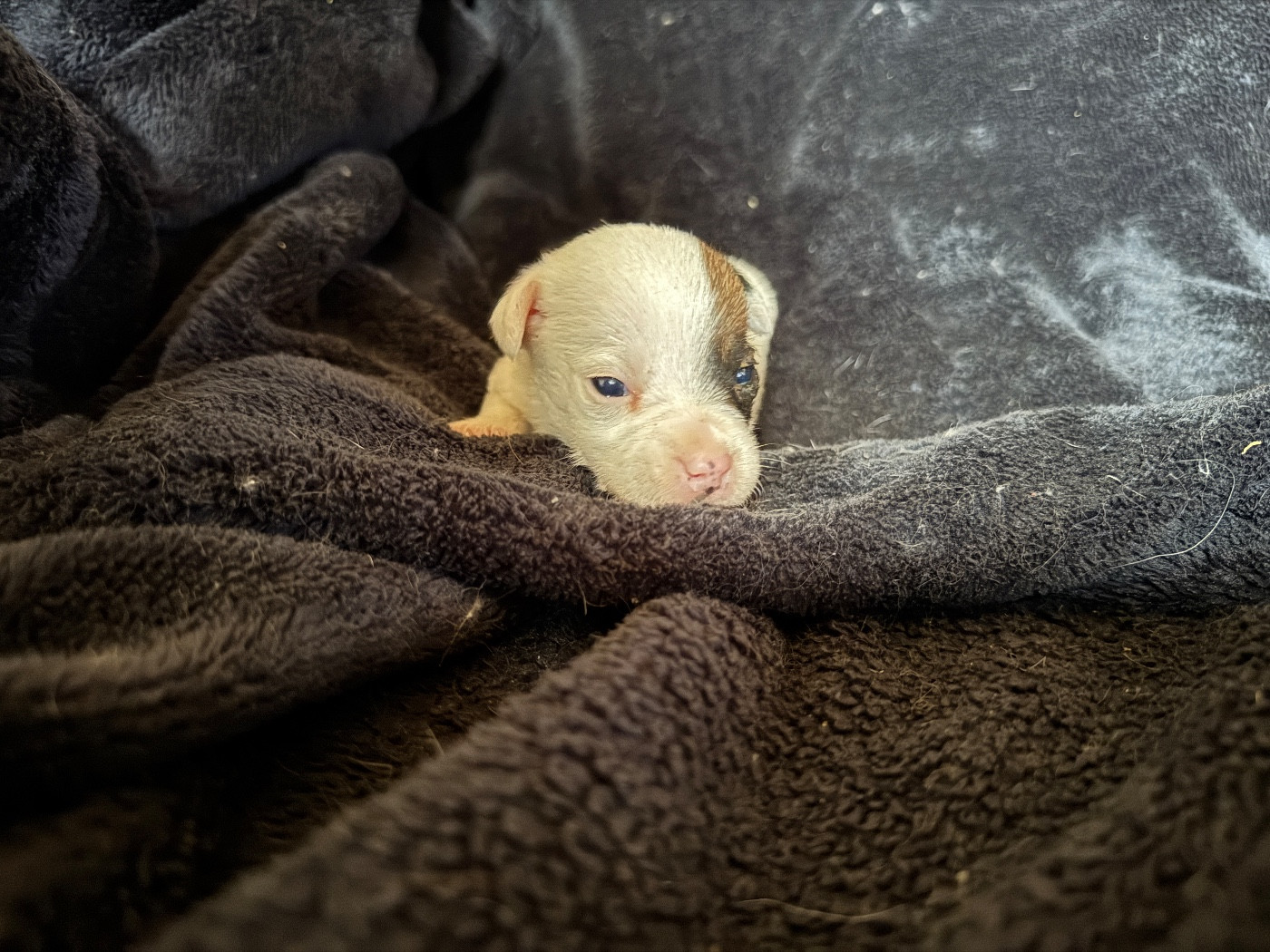 de l'antre des jacks - Chiots disponibles - Jack Russell Terrier