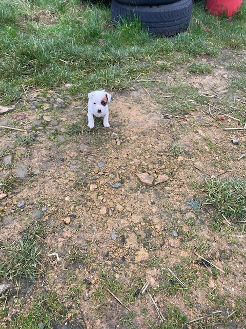 de l'antre des jacks - Chiots disponibles - Jack Russell Terrier