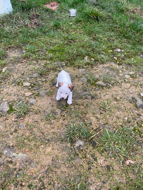 de l'antre des jacks - Chiots disponibles - Jack Russell Terrier