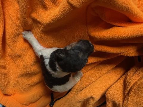 de l'antre des jacks - Chiots disponibles - Fox Terrier Poil Dur