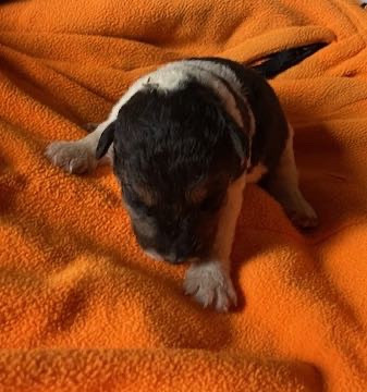 de l'antre des jacks - Chiots disponibles - Fox Terrier Poil Dur
