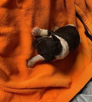 de l'antre des jacks - Chiots disponibles - Fox Terrier Poil Dur