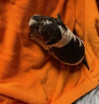 de l'antre des jacks - Chiots disponibles - Fox Terrier Poil Dur