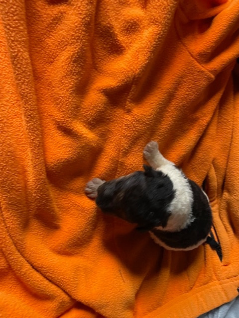 de l'antre des jacks - Chiots disponibles - Fox Terrier Poil Dur