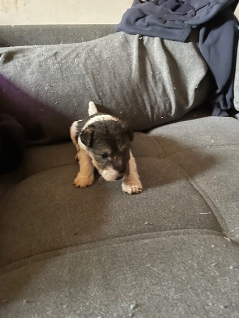 de l'antre des jacks - Chiots disponibles - Fox Terrier Poil Dur