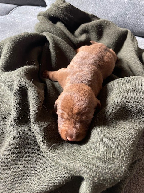 de l'antre des jacks - Chiots disponibles - Teckel poil dur