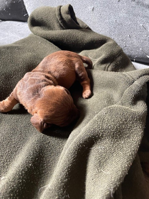 de l'antre des jacks - Chiots disponibles - Teckel poil dur