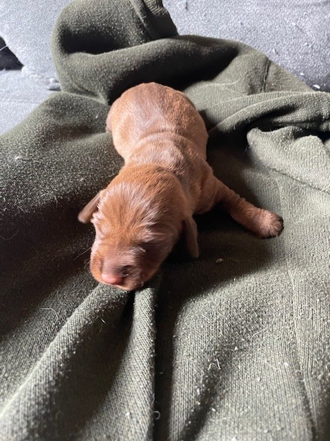 de l'antre des jacks - Chiots disponibles - Teckel poil dur