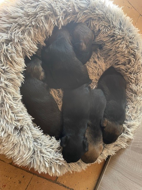 Chiot Border Terrier de l'antre des jacks