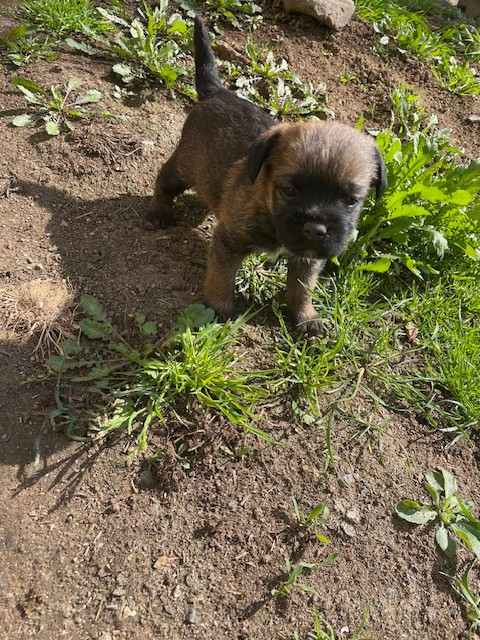 de l'antre des jacks - Chiots disponibles - Border Terrier