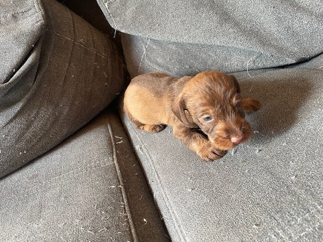 de l'antre des jacks - Chiots disponibles - Teckel poil dur