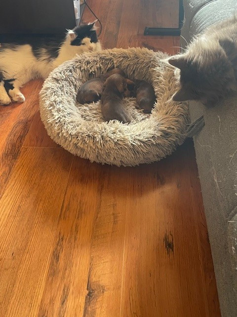 Chiot Teckel poil dur de l'antre des jacks