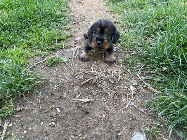 de l'antre des jacks - Chiots disponibles - Teckel poil dur