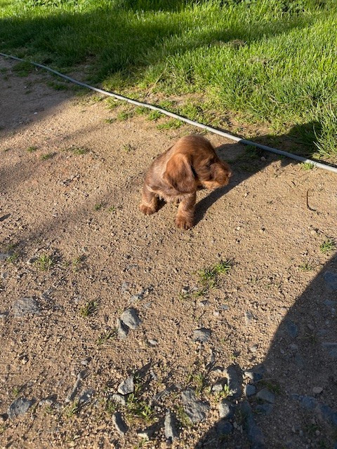 de l'antre des jacks - Chiots disponibles - Teckel poil dur