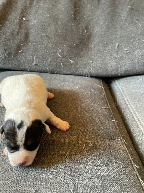 de l'antre des jacks - Chiots disponibles - Jack Russell Terrier