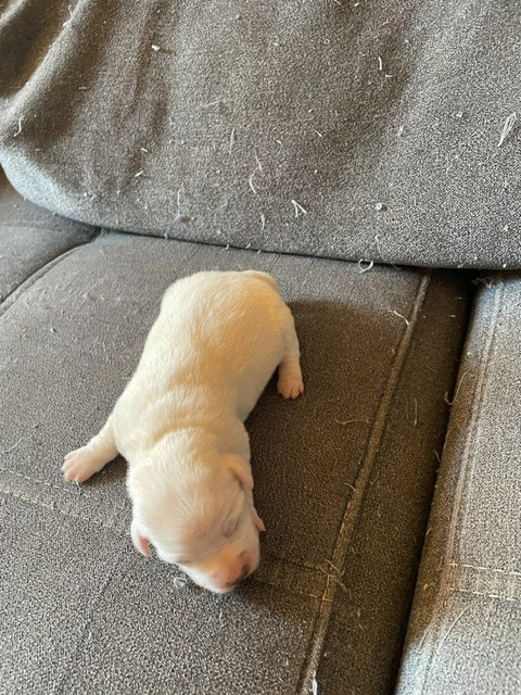 de l'antre des jacks - Chiots disponibles - Jack Russell Terrier