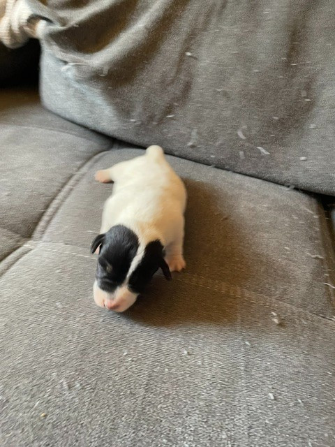 de l'antre des jacks - Chiots disponibles - Jack Russell Terrier