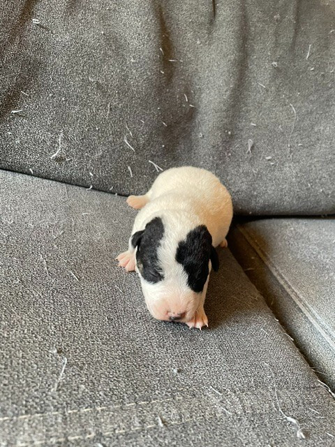 de l'antre des jacks - Chiots disponibles - Jack Russell Terrier